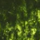 Sap Green